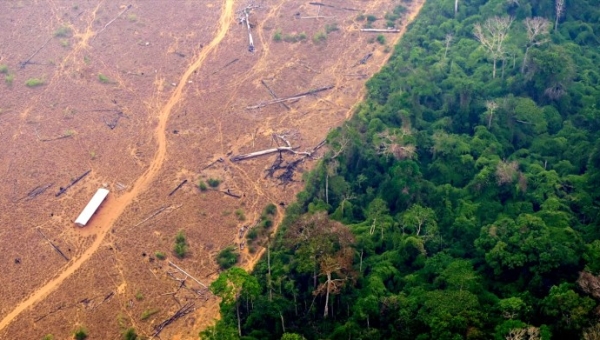 MPAC abre procedimento para apurar desmatamento ilegal de 54 hectares em Mâncio Lima